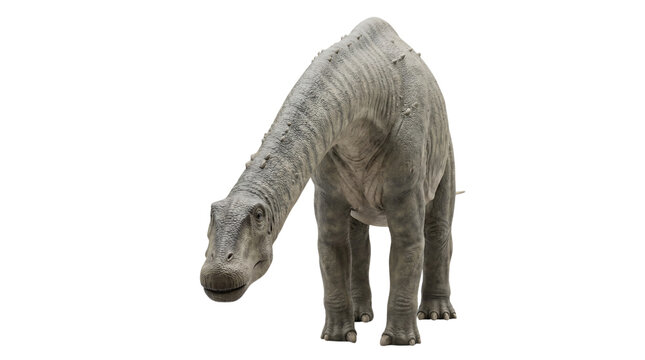 Diplodocus dinosaur standing with head down, three-quarter view