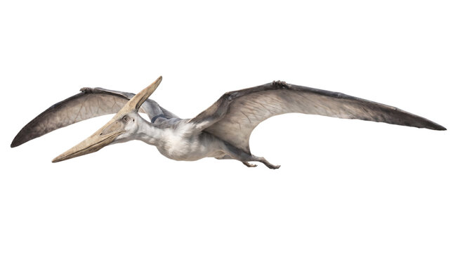 Pteranodon flying with wings spread, three-quarter view