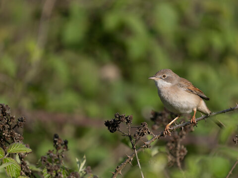 Common whitethroat, Curruca communis