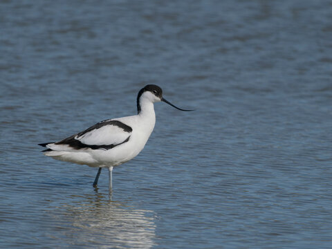 Avocet, Recurvirostra avosetta