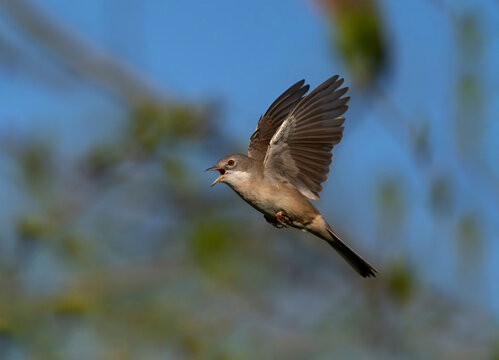 Common whitethroat, Curruca communis