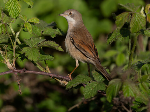 Common whitethroat, Curruca communis