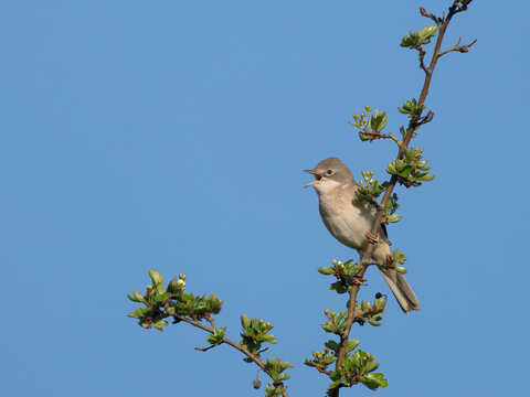 Common whitethroat, Curruca communis