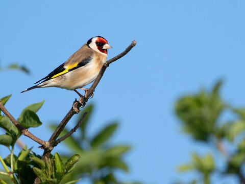 Goldfinch, Carduelis carduelis
