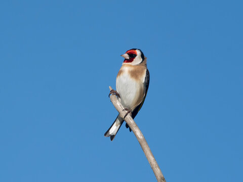 Goldfinch, Carduelis carduelis