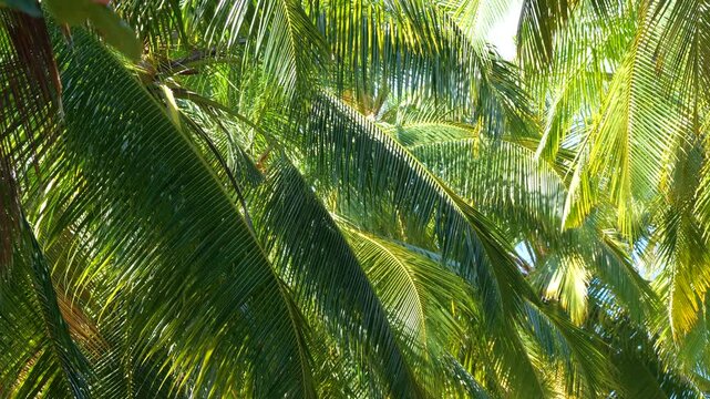CLOSE UP: Sunlit coconut palm leaves overlap in a dense tropical grove, revealing rich green tones and layered natural textures. Lush jungle atmosphere of an exotic island landscape in Indonesia.