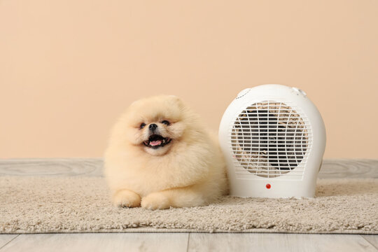 Cute Pomeranian spitz with electric fan heater near beige wall
