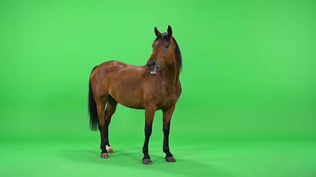 Dramatic horse double take on chroma key green screen