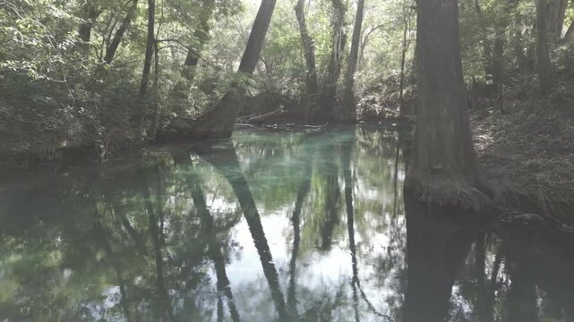 Tortugas en Biosfera el Cielo