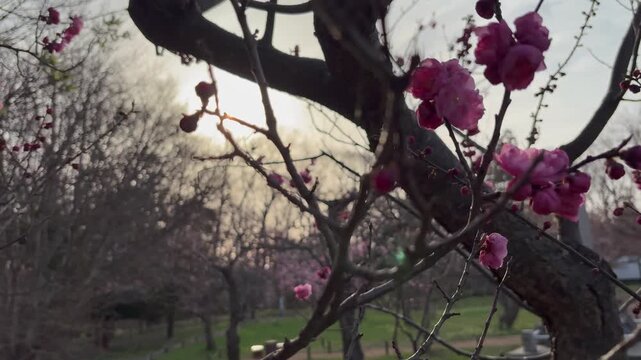 Slow shot of the soft morning light and pink plum blossoms
