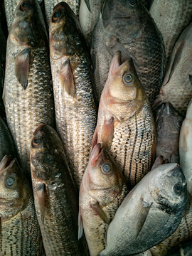 Fresh seawater fish market