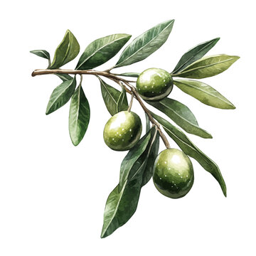watercolor graphic of Olive illustration, isolated on a white background.