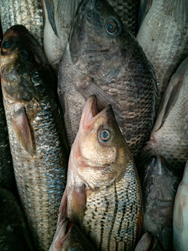 Fresh seawater fish market