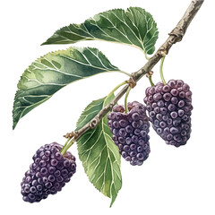 Mulberry, vibrant watercolor vector, isolated on a white background, high quality and detailed design. © teralis