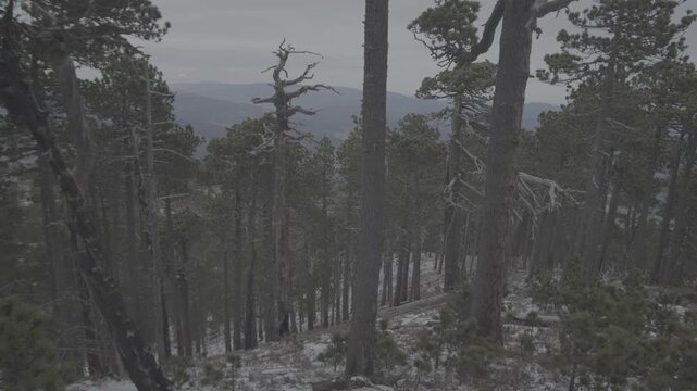 Pinos con suelo nevado