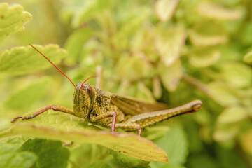 Fototapeta premium Locust among the foliage
