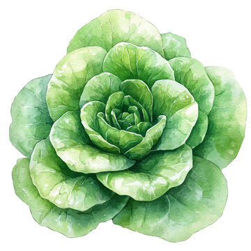 Lettuce, detailed watercolor painting, isolated on a white background.