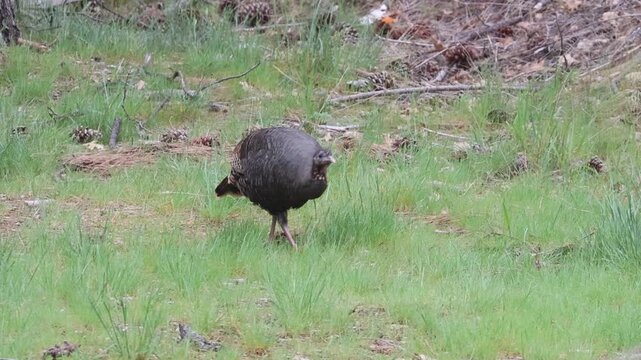 A wild turkey hen (Meleagris gallopavo) forages in a grassy woodland clearing in Plumas County, California. Slow-motion wildlife video.