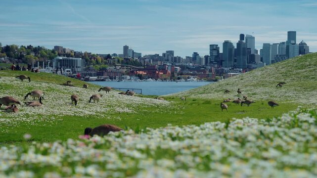 Springtime at Gas Works Park, Seattle Washington