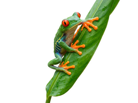 Red-eyed tree frog perched on a vibrant green leaf with water droplets, showcasing its bright colors and unique skin texture.