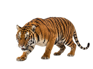 Obraz premium Tiger walking across transparent background in stalking pose showing beautiful orange and black stripes.