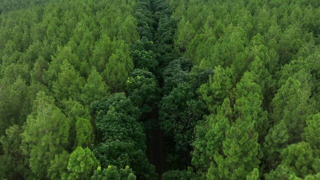 Aerial view of a dense pine forest with a central path of dark green trees and rolling hills under a cloudy sky in Kawah Ijen, East Java, Indonesia.