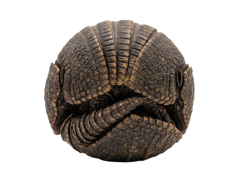 Armadillo curled into a ball showing armored plates on transparent background.