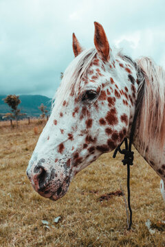 Retrato de la cara de un caballo, expresi&oacute;n de nobleza y conexi&oacute;n en primer plano