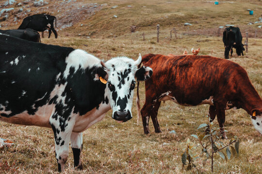 Dos vacas pastando en campos