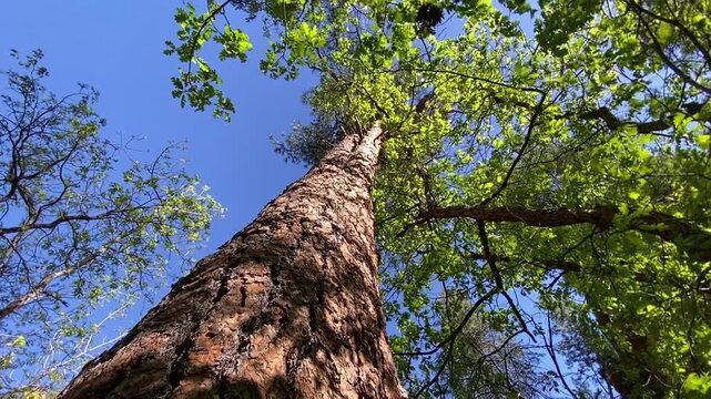 Macro shot of rough brown tree bark leading up to lush green leaves and a clear blue sky. Captured in a sunlit Arizona forest. High detail texture and peaceful nature atmosphere.