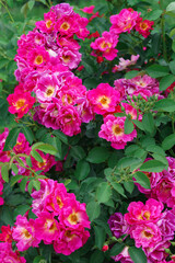 Fototapeta premium Branch of delicate pink roses in full bloom growing in summer garden. Romantic floral background with natural light, decorative flowers and green foliage. Spring and nature, gardening, plant breeding.