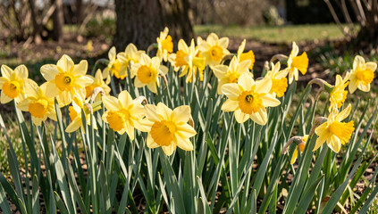 Fototapeta premium Close-up of vibrant yellow tulips with green stems and leaves against a blurred garden background.