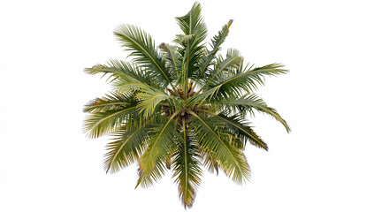 Obraz premium Freshly potted palm tree with green leaves. Perfect for tropical home decor or outdoor patio landscaping.