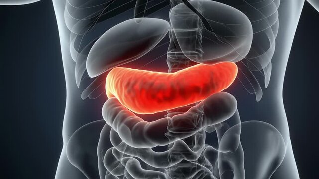 Human body anatomy photo highlights the stomach. Red glow emphasizes digestive organ placement within torso. Transparent skeletal outline reveals internal organ positioning