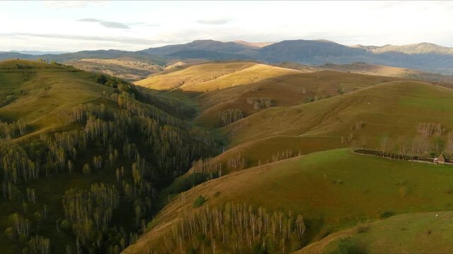Aerial view of rolling hills and valleys covered in birch trees under a soft golden light in Salciua de Jos, Alba County, Romania.
