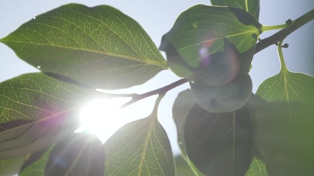 Korean nature scenery