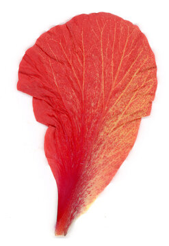 Red Hibiscus petal isolated close up white background