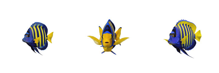 Set of Yellow and Blue Tropical Reef Fish Isolated on White Background PNG © Shambo