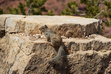 Fototapeta premium Squirrel sitting on a rock overlooking the Grand Canyon