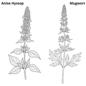 Anise hyssop and mugwort botanical herb line illustrations
