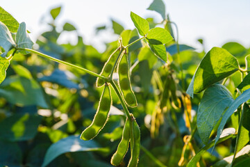 Naklejka premium Soybean plants grow in a field during the late afternoon sun near a farm in summer