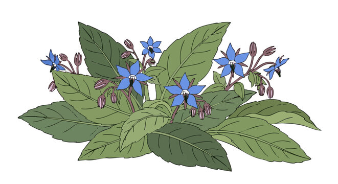 Borage plant vector illustration with blue starflowers and green leaves isolated on black background