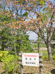 春風と歩く、明日香村の歴史散歩 © かめです