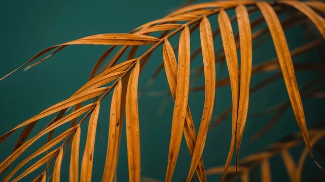 Golden Palm Leaf: An aesthetic image showcases a close-up of a palm leaf, boasting a radiant, golden hue, set against a dark teal background, evoking tranquility and natural beauty.