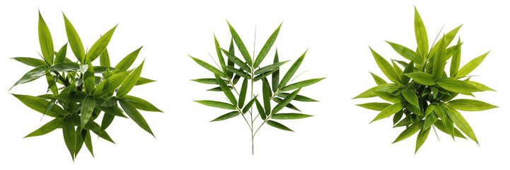 Fototapeta premium Set of Fresh Green Bamboo Leaves Cluster with Isolated on White Background, PNG