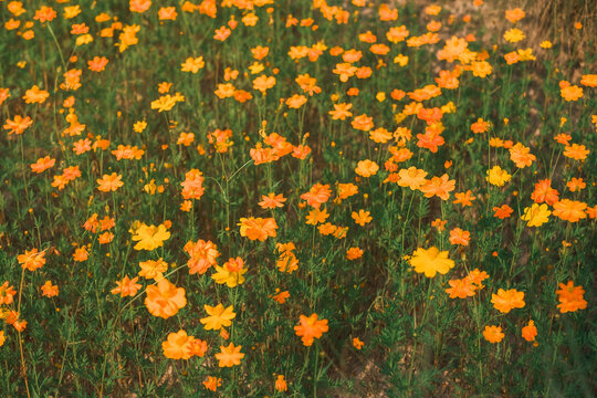 Vibrant blooms of yellow and orange flowers natural field photography outdoor setting close-up view nature's beauty