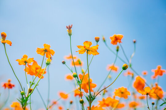 Vibrant orange flowers blooming in a sunny field nature photography outdoor serenity