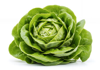 Obraz premium A whole, fresh green butterhead lettuce isolated on a clean white background.