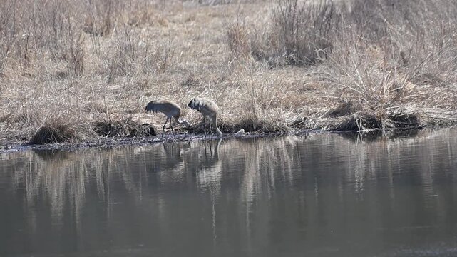 Two Sandhill Cranes in the Pond