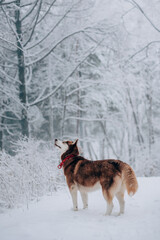 Red husky hunting behavior, morning walk, soft blured snowy forest background © liza_m